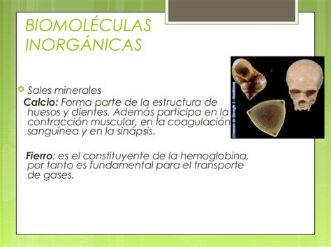Biomoleculas organicas e inorganicas