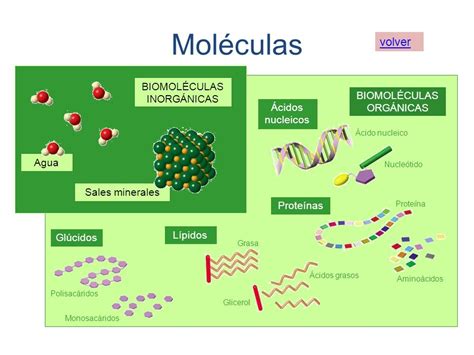 Biomoleculas organicas