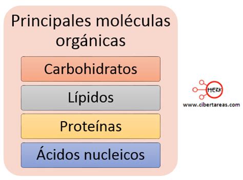 Biomoléculas orgánicas – Biología 1 | CiberTareas