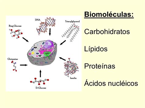 Biomoléculas.   ppt video online descargar