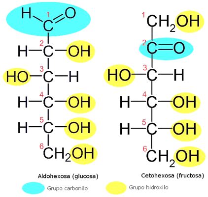 Biomoléculas – Página 4 – Lidia con la Química