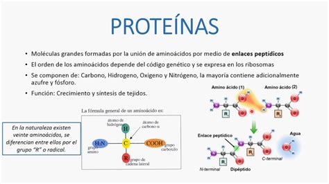 Biomoléculas, tipos y caracteristicas UNAD Esperanza Arias ...