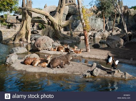 Bioparc Valencia spain zoo animals biopark Stock Photo ...