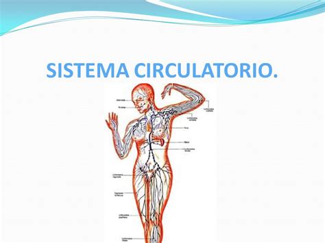 Biopsicología Tema: Aparato circulatorio Sistema ...