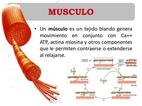 Bioquímica del Musculo