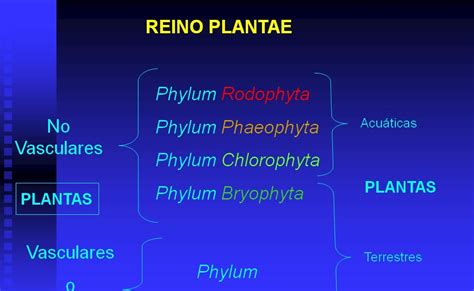 Bios: REINO PLANTAE