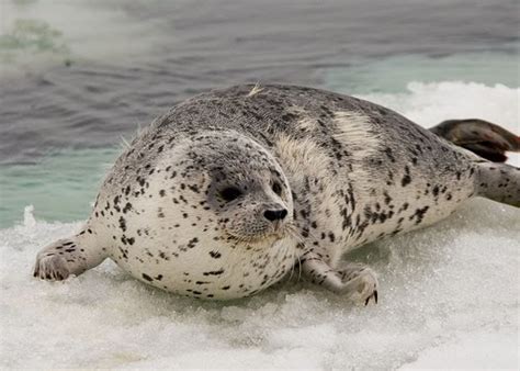 BIOSFERA: Curiosidades sobre as focas...