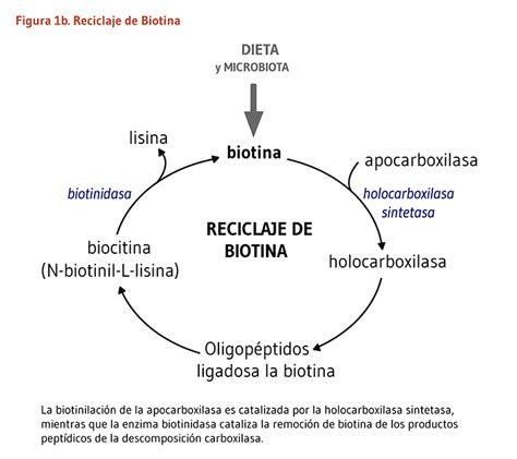Biotina | Linus Pauling Institute | Oregon State University