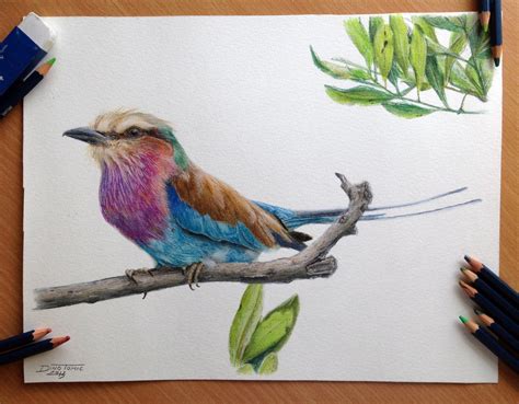 Bird color pencil drawing by AtomiccircuS on DeviantArt