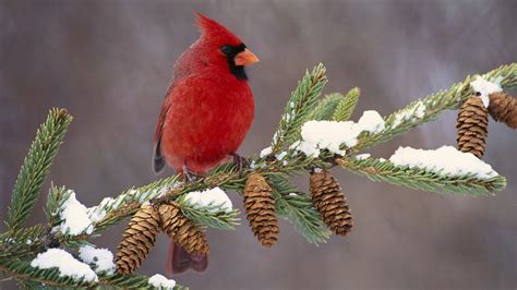 Bird Directory: Northern Cardinal of Christmas