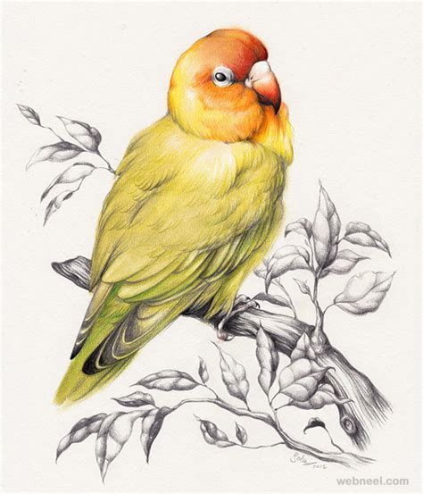 bird drawing 5