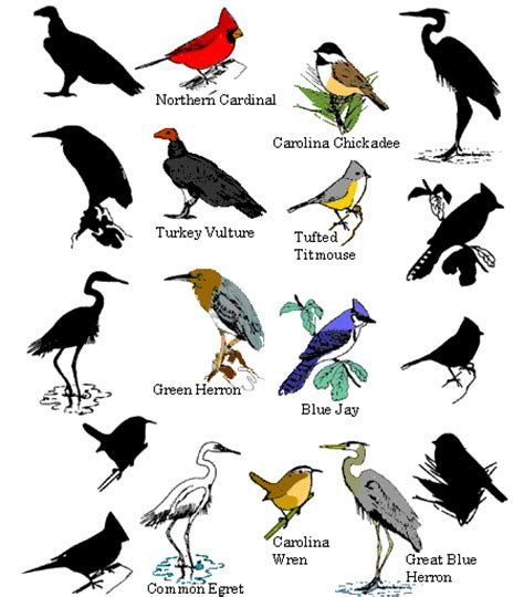 Bird Facts ~ Types Of Birds