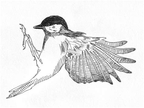 Bird Flying Drawing Sketch