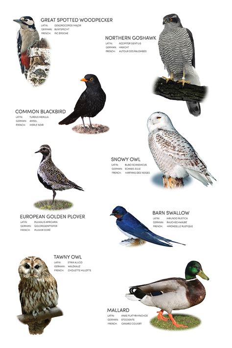 Bird Images With Names