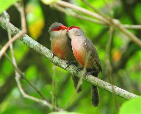 Bird Kiss Nature · Free photo on Pixabay