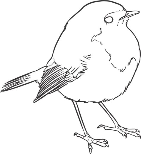 Bird Lineart Lines · Free vector graphic on Pixabay