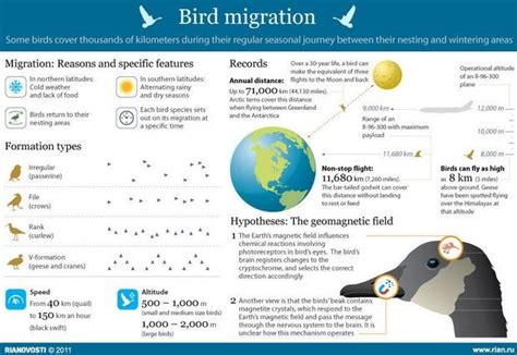 Bird Migration [Infographic] .. [bird, bird altitude, bird ...