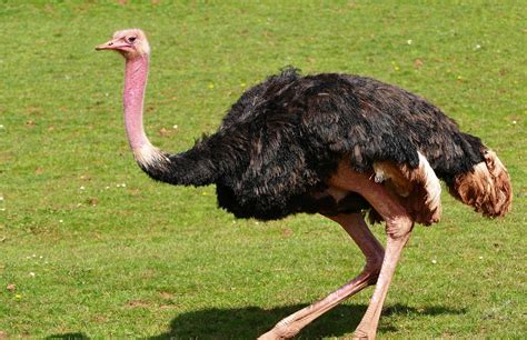 Bird Ostrich Nature · Free photo on Pixabay