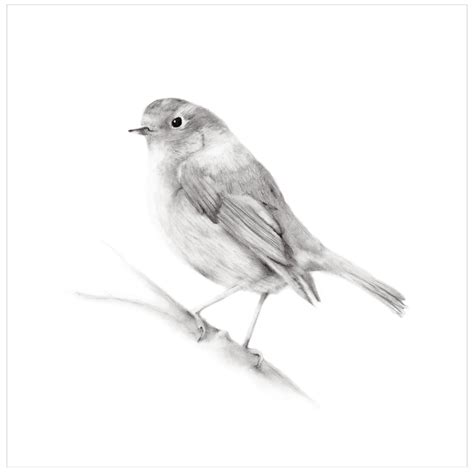 Bird Pencil Drawing Print