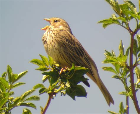 Bird Quizzes   Buntings, Sparrows and Starlings