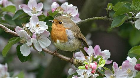 Bird sitting in a tree with flowers