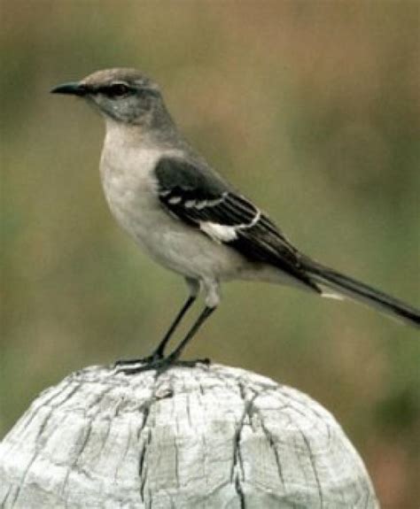 Bird Sounds and Songs of the Northern Mockingbird | The ...