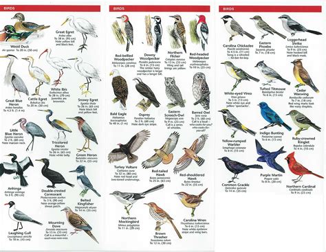bird species identification   DriverLayer Search Engine