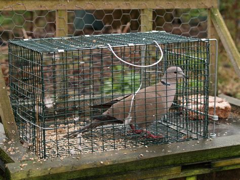 Bird Traps For Doves Pictures to Pin on Pinterest   PinsDaddy