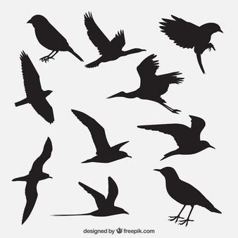 Bird Vectors, Photos and PSD files | Free Download