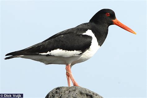Bird With Orange Beak And Legs images