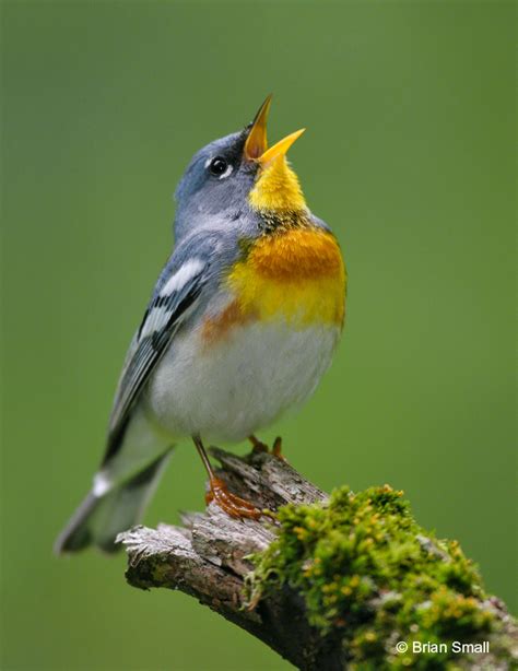 Birding cup 2012 and non avian friends | standingoutinmyfield