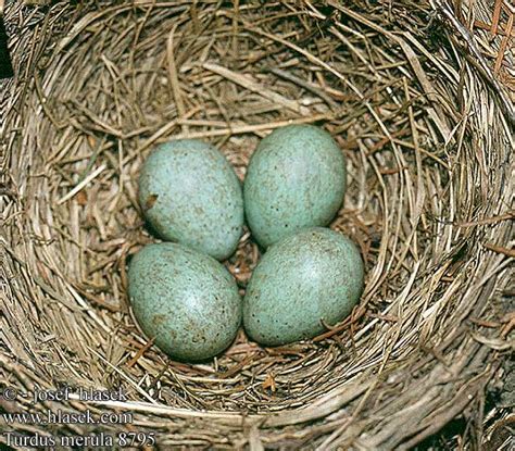 Birding In The Garden: Eggs and Nests   Common Garden Birds
