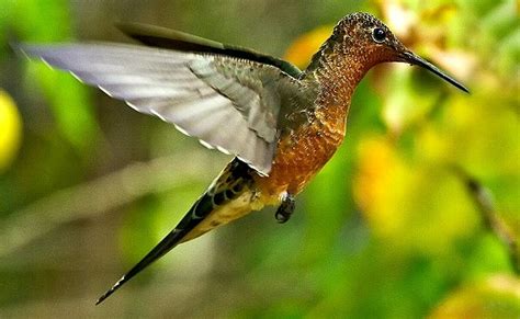 Birding in the Peruvian Amazon | Rainforest Cruises