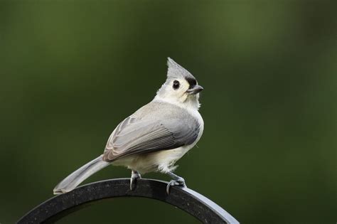 Birding Is Fun!: Tufted Titmouse   Small Bird with a Crest