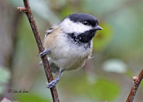 Birding with Lisa de Leon: Backyard Birds: Common Feeder ...