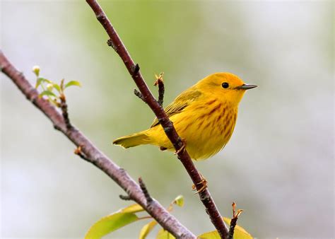 Birding with Lisa de Leon: Small Yellow Birds In Newfoundland