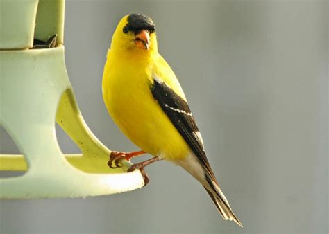 Birding with Lisa de Leon: Small Yellow Birds In Newfoundland