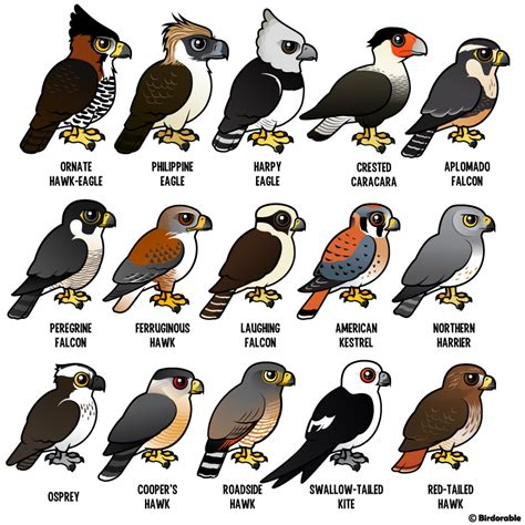 Birdorable birds of prey | Birdorable | Pinterest | Bird ...