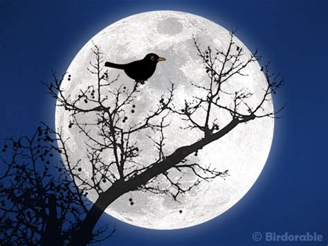 Birdorable Blackbird Singing in the Dead of Night in ...