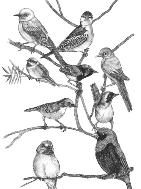 Birds Black And White Drawing