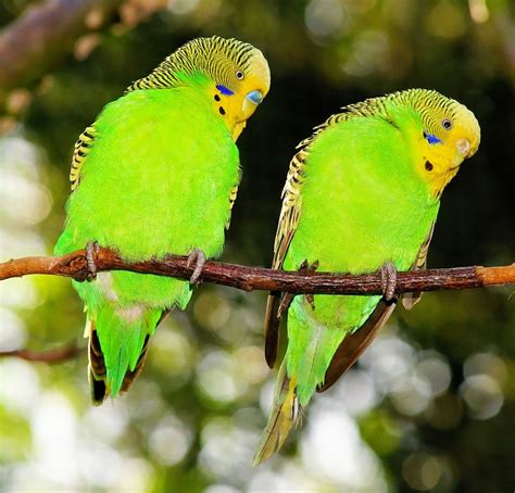 Birds Budgerigars Green · Free photo on Pixabay