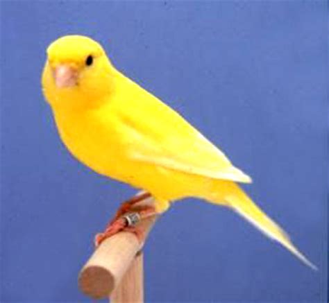 Birds: Canary Picture