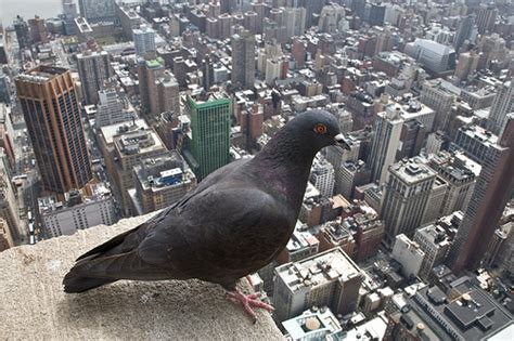 Birds Eye View of New York City | Empire State Building ...