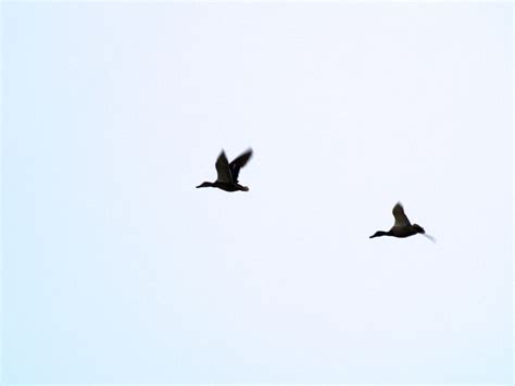 Birds Flying Away Drawing