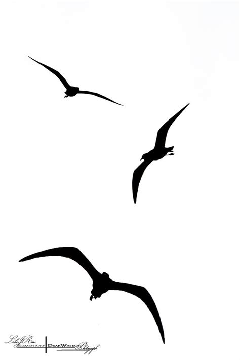 Birds Flying Silhouette   ClipArt Best
