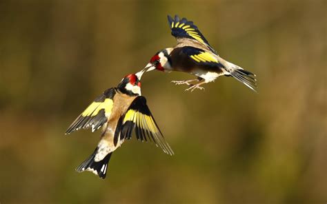 Birds Goldfinches HD Wallpaper Wallpapers   New HD Wallpapers