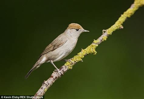 Birds increasingly travel to the UK rather than Spain ...