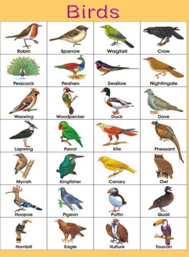 BIRDS.jpg  369×500  | BIRDS LIST NAMES | Pinterest | The o ...