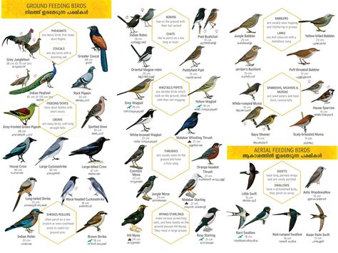 Birds Name In English | www.pixshark.com   Images ...