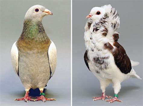 Birds of a feather: Pigeon head crest findings extend to ...